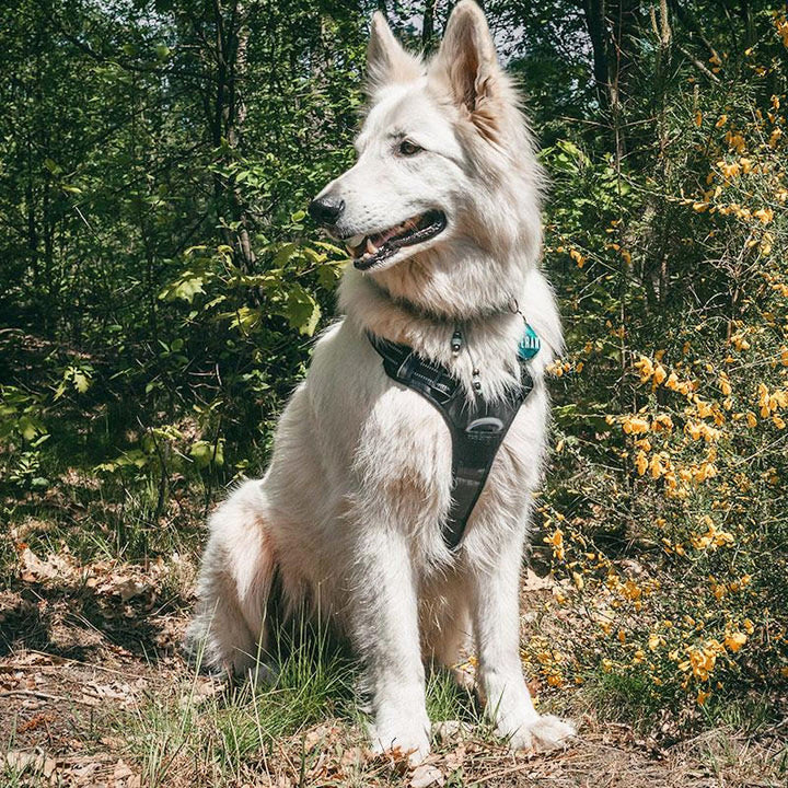 PawSafe® No Pull Dog Harness