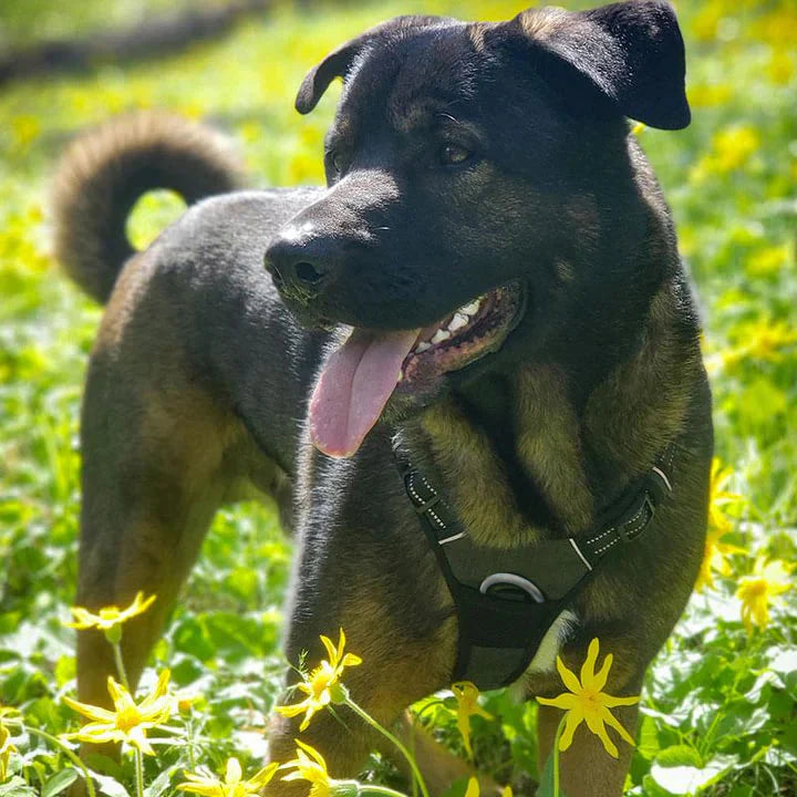 PawSafe® No Pull Dog Harness