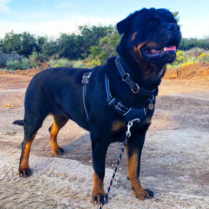 PawSafe® No Pull Dog Harness