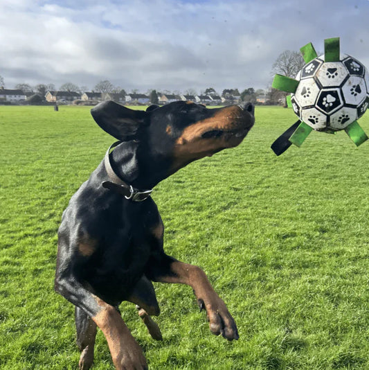 Finessor Viral Doggie Ball